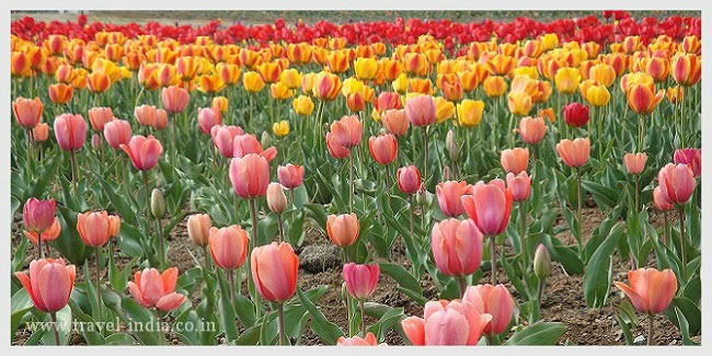 Tulip-garden-Srinagar.jpg